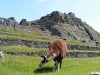 /album/fotogalerie-peru/peru-lama-1-jpg/